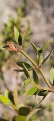 Larrea divaricata