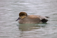 Mareca strepera strepera