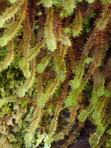 Ptychomnion aciculare