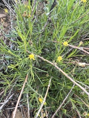 Gutierrezia californica