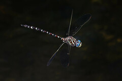 Austroaeschna pinheyi