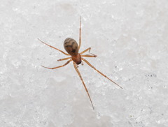 Bathyphantes