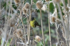 Spinus barbatus