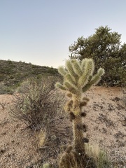 Cylindropuntia bigelovii