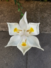 Dietes iridioides