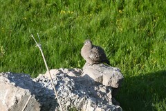 Metriopelia melanoptera