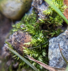 Hygroamblystegium varium