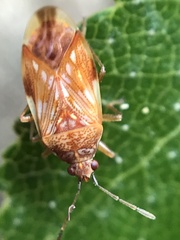 Syzygitis poecilus