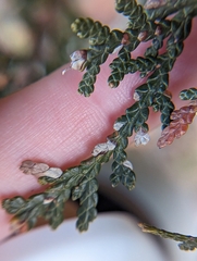 Argyresthia thuiella