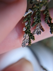 Argyresthia thuiella