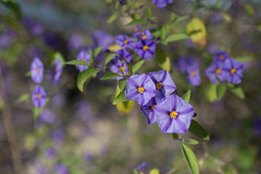 Lycianthes rantonnetii