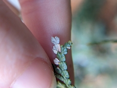 Argyresthia thuiella