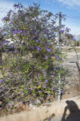 Lycianthes rantonnetii