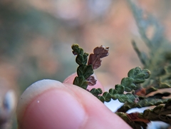 Argyresthia thuiella