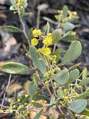 Acacia redolens