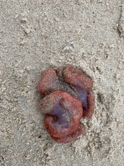 Sycozoa cerebriformis