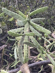 Opuntia karwinskiana
