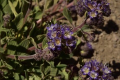 Phacelia secunda