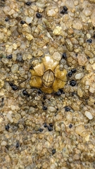 Chthamalus antennatus