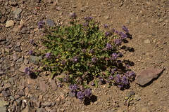 Phacelia secunda