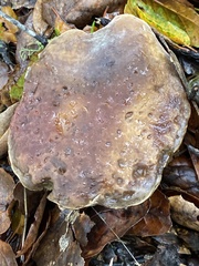 Xerocomellus atropurpureus