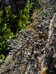 Leucogenes grandiceps