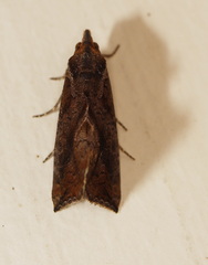 Plusiodonta arctipennis