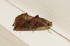 Plusiodonta arctipennis