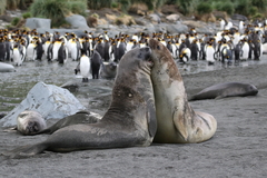 Aptenodytes patagonicus