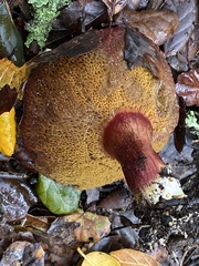 Xerocomellus atropurpureus