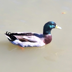 Anas platyrhynchos domesticus