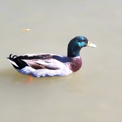 Anas platyrhynchos domesticus