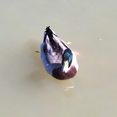 Anas platyrhynchos domesticus