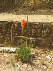 Kniphofia uvaria