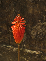 Kniphofia uvaria