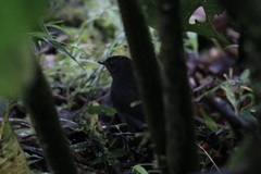 Scytalopus vicinior