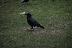 Corvus coronoides coronoides