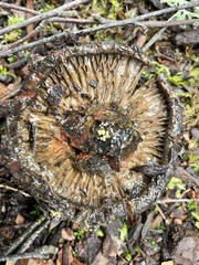 Paxillus cuprinus