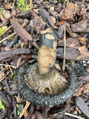 Paxillus cuprinus