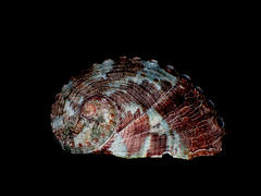 Haliotis coccoradiata