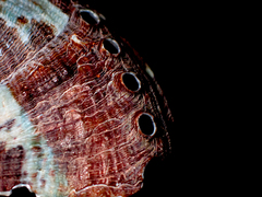 Haliotis coccoradiata