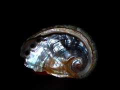 Haliotis coccoradiata