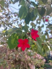 Jatropha integerrima