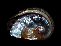 Haliotis coccoradiata