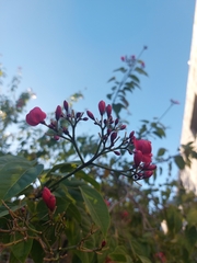 Jatropha integerrima