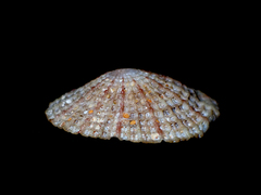 Diodora lineata
