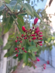 Jatropha integerrima