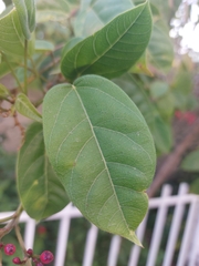 Jatropha integerrima