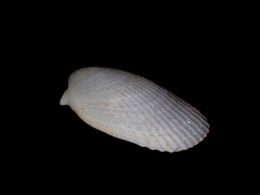 Limatula strangei