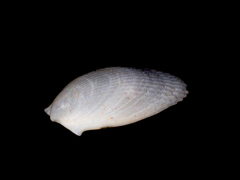 Limatula strangei
